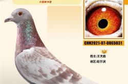 雷速体育-北美篮球豪强强势登顶国际邀请赛冠军宝座的简单介绍